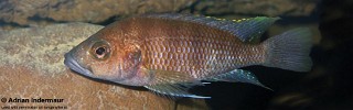 Trematochromis benthicola 'Muchansi'.jpg