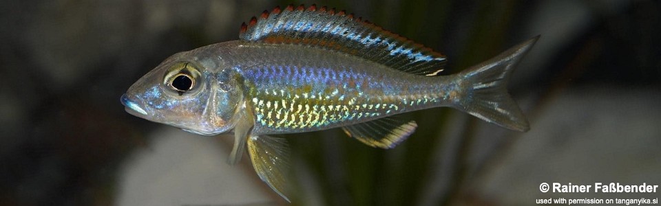 Callochromis pleurospilus 'Ujiji'